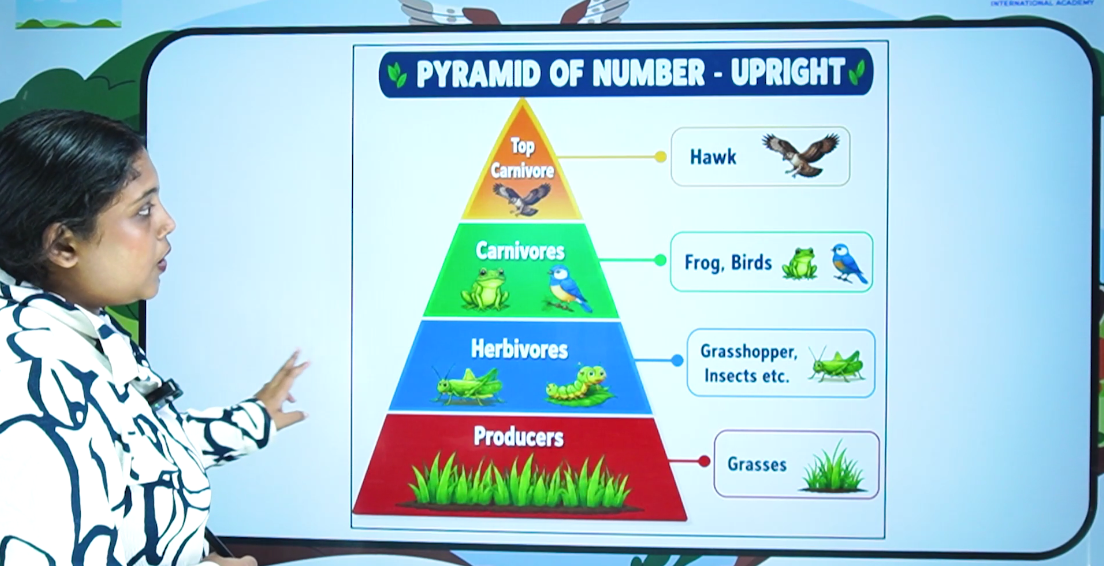 Lecture slide illustrating the ecological pyramid